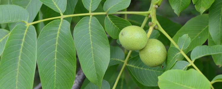 Walnuss (Juglans regia)